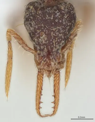 Strumigenys vartana - CASENT0423583