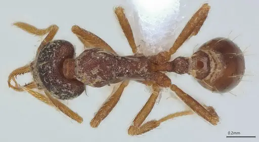 Strumigenys vartana - CASENT0423585