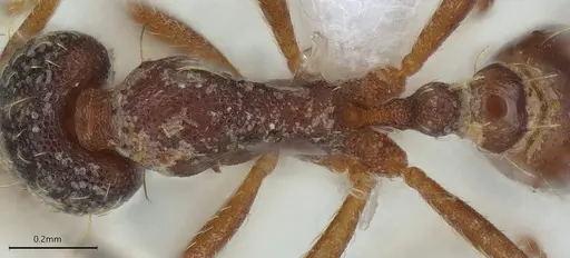 Strumigenys vartana - CASENT0423585