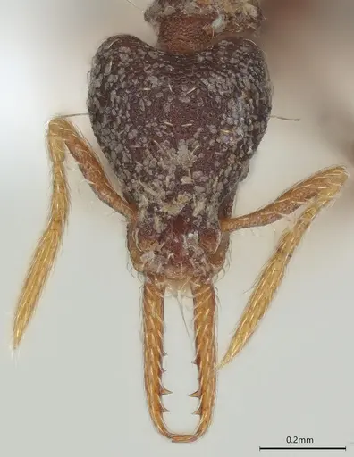 Strumigenys vartana - CASENT0423585