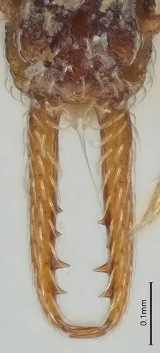 Strumigenys vartana - CASENT0423585