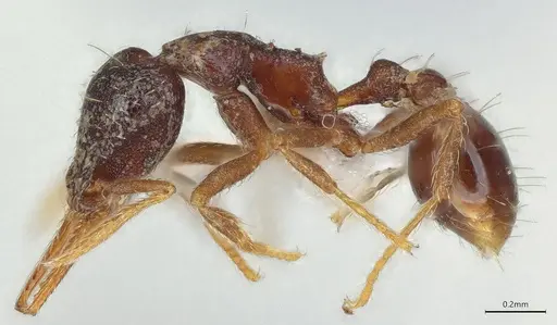 Strumigenys vartana - CASENT0423585