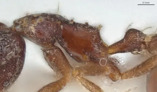 Strumigenys vartana - CASENT0423585