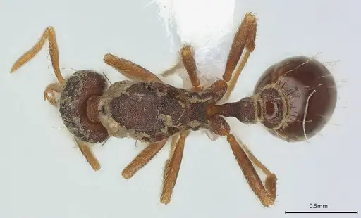 Strumigenys vartana - CASENT0423589