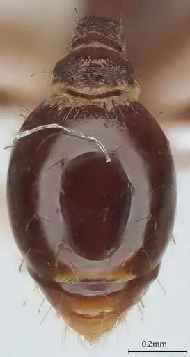 Strumigenys vartana - CASENT0423589