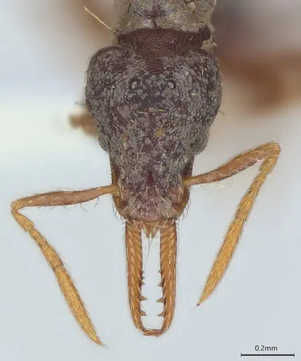 Strumigenys vartana - CASENT0423589