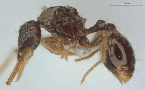 Strumigenys vartana - CASENT0423589