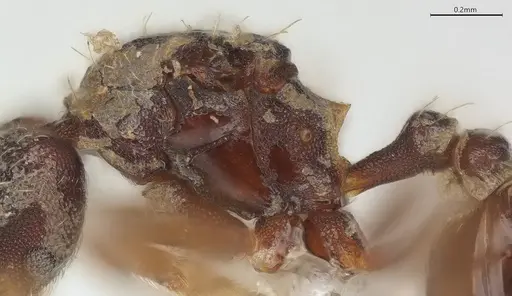 Strumigenys vartana - CASENT0423589