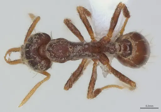 Strumigenys vartana - CASENT0434076