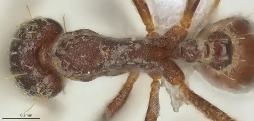 Strumigenys vartana - CASENT0434076