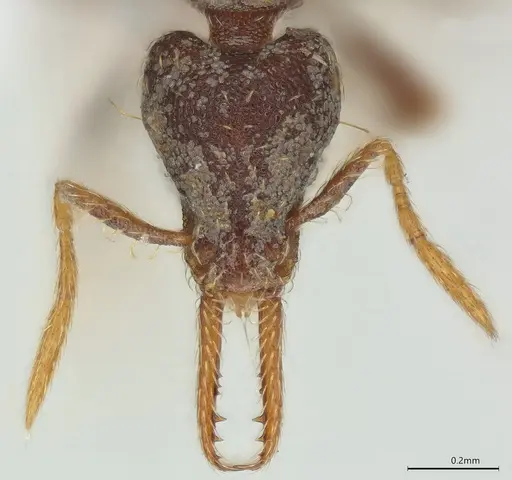 Strumigenys vartana - CASENT0434076