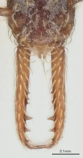 Strumigenys vartana - CASENT0434076