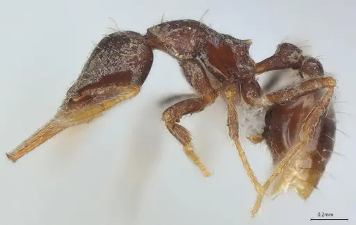 Strumigenys vartana - CASENT0434076