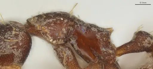 Strumigenys vartana - CASENT0434076