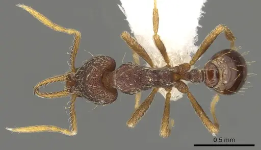 Strumigenys vartana - CASENT0900182