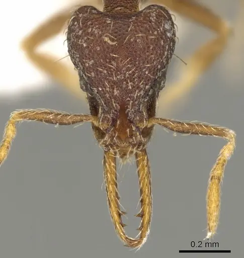 Strumigenys vartana - CASENT0900182