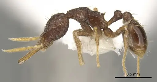 Strumigenys vartana - CASENT0900182