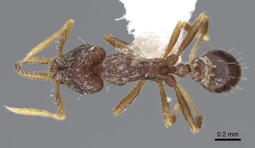 Strumigenys vartana - CASENT0914618