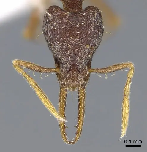 Strumigenys vartana - CASENT0914618