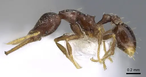 Strumigenys vartana - CASENT0914618