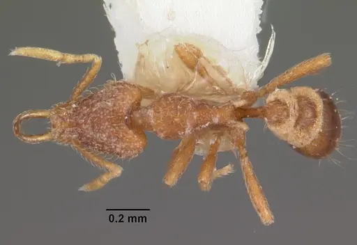 Strumigenys vassago specimen