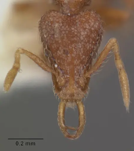 Strumigenys vassago specimen