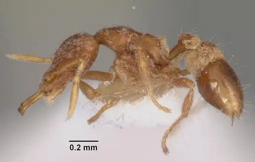 Strumigenys vassago specimen