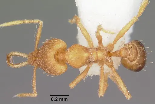 Strumigenys vazerka specimen