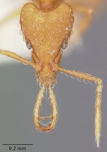 Strumigenys vazerka specimen