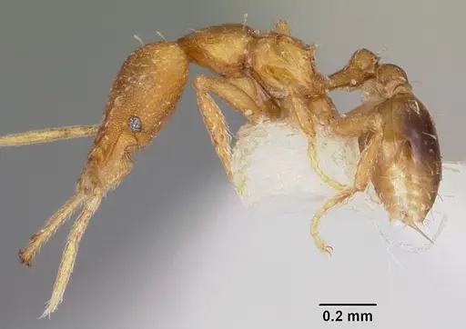 Strumigenys vazerka specimen