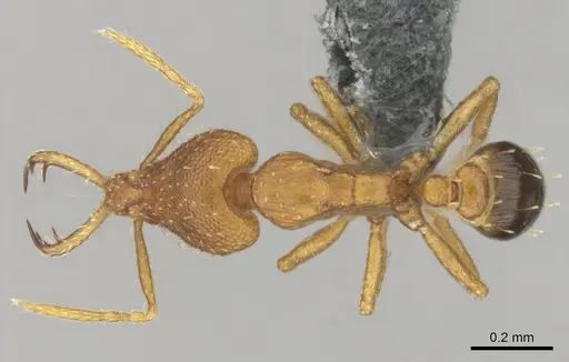 Strumigenys vazerka - CASENT0815709