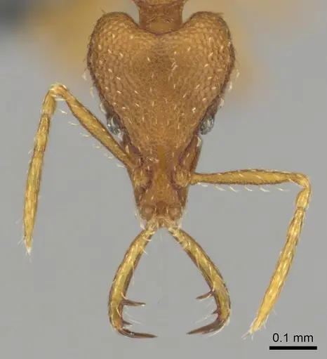 Strumigenys vazerka - CASENT0815709