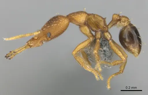 Strumigenys vazerka - CASENT0815709