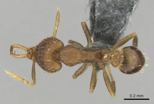 Strumigenys vazerka - CASENT0815926