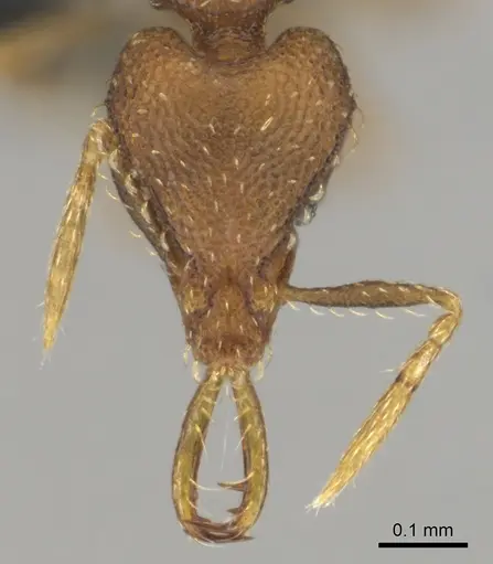 Strumigenys vazerka - CASENT0815926