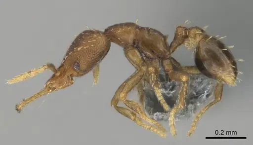 Strumigenys vazerka - CASENT0815926