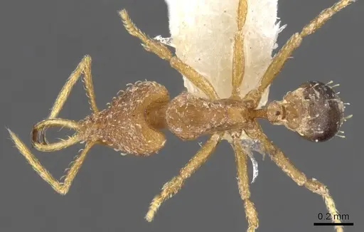 Strumigenys vazerka - CASENT0900598