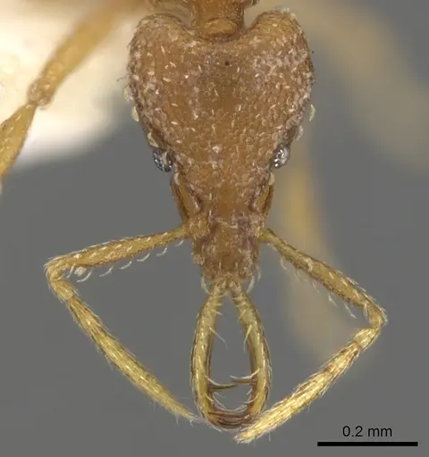 Strumigenys vazerka - CASENT0900598