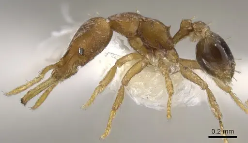 Strumigenys vazerka - CASENT0900598