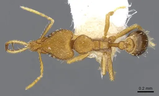 Strumigenys vazerka - CASENT0914779