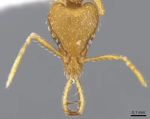 Strumigenys vazerka - CASENT0914779