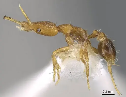 Strumigenys vazerka - CASENT0914779