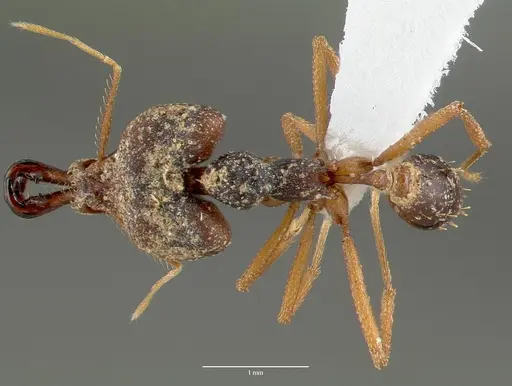 Strumigenys vazimba specimen