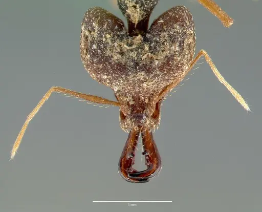 Strumigenys vazimba specimen