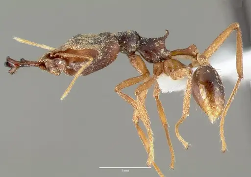 Strumigenys vazimba specimen