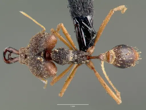 Strumigenys vazimba - CASENT0005645