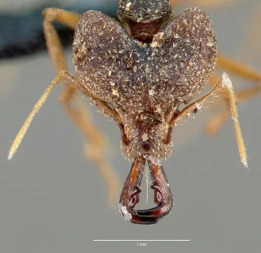 Strumigenys vazimba - CASENT0005645