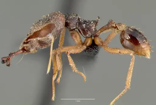 Strumigenys vazimba - CASENT0005645