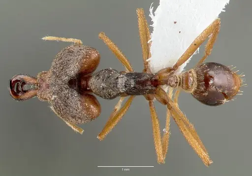 Strumigenys vazimba - CASENT0005646