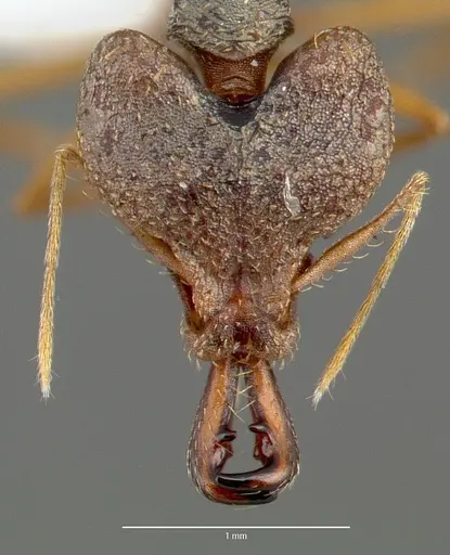 Strumigenys vazimba - CASENT0005646